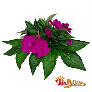 Bild von Impatiens Sun Patiens P13 Purple